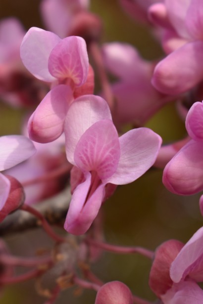 Як цвіте Церцис європейський 